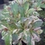 Weigela Festicolor (1)