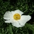 Romneya coulteri (4)