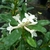 Daphne transatlantica Eternal Fragrance