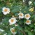 Stewartia pseudocamellia