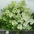 Hydrangea paniculata Bobo (13)