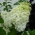 Hydrangea paniculata Bobo (7)