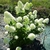 Hydrangea paniculata Candle (2)