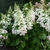 Hydrangea paniculata Pinky Winky (4)