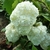 Hydrangea quercifolia Snowdrift (3)