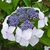 Hydrangea serrata Grayswood (7)