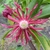Illicium Woodland Ruby (6)