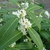 Osmanthus yunnanensis (5)