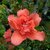 Rhododendron Encore Sunset (2)