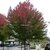 Acerx freemanii Autumn Blaze (1)