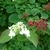 Viburnum plicatum Dart's Red Robin