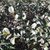 Viburnum harryanum (2)