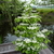 Viburnum plicatum Kilimanjaro