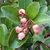Arbutus unedo Rubra