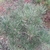 Pinus densiflora Alice Verkade