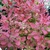 Berberis thunbergii Ruby Star