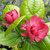 Calycanthus Hartlage Wine (1)
