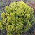Euonymus japonicus 'Microphyllus Pulchellus'