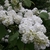 Viburnum plicatum Pop Corn (2)