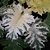 Acanthus mollis Tasmanian Angel (1)