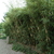 Fargesia robusta Pingwu (2)
