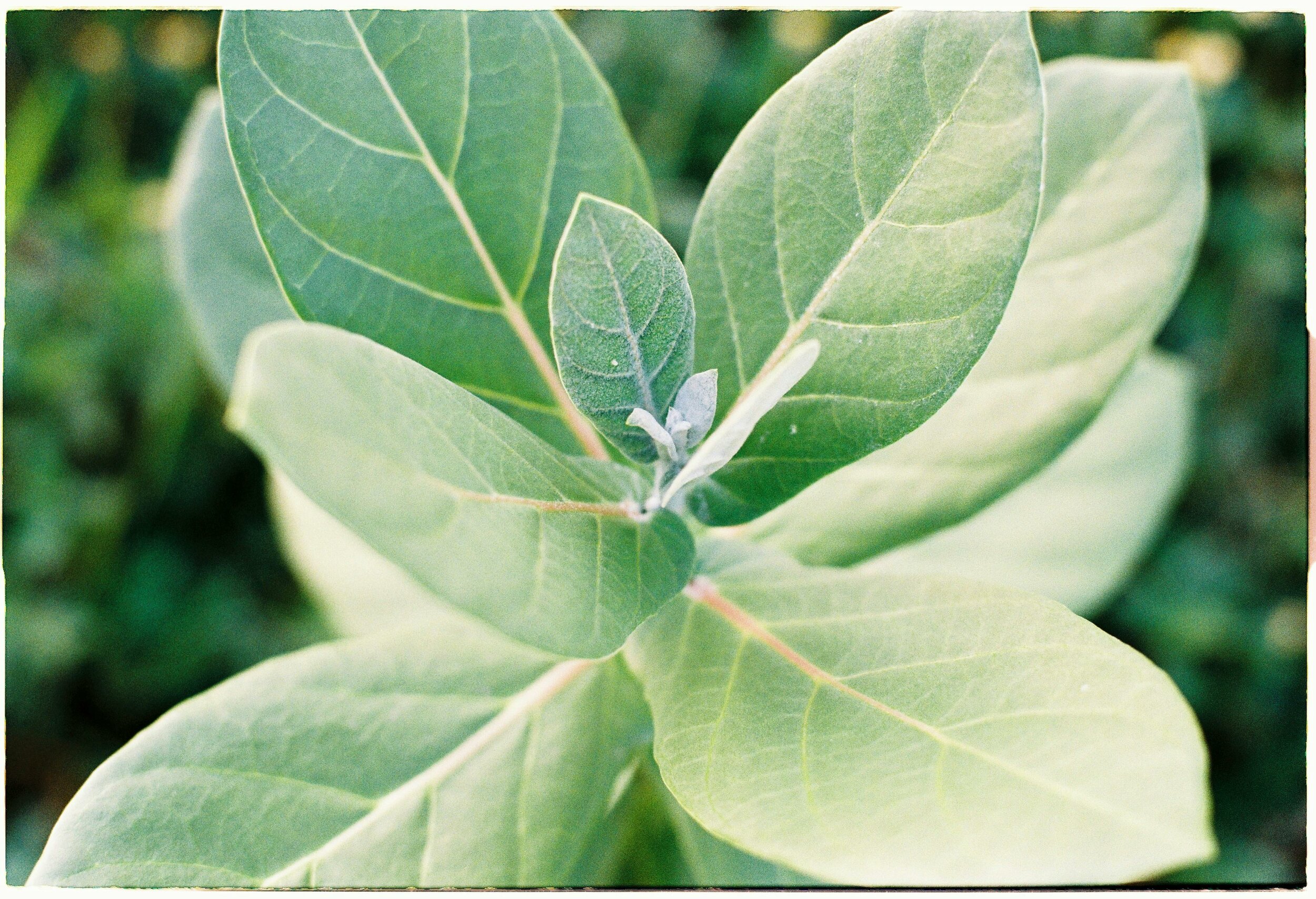 Ashwagandha Shoden — Nuvaya Shop