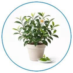 Green tea leaf extract