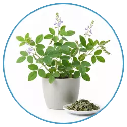 Desmodium adscendens extract