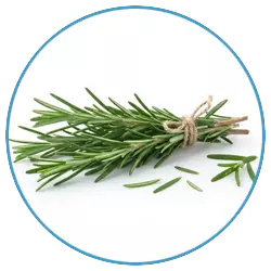 Rosemary leaf extract
