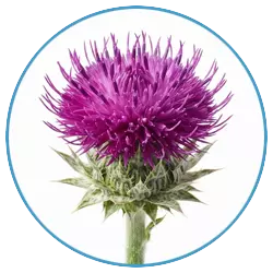 Milk thistle extract