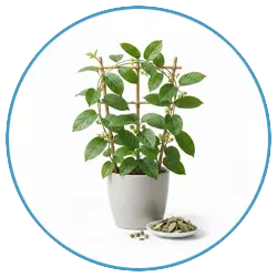 Gymnema leaf extract