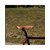selle-cuir-marie-blanque-naturelle