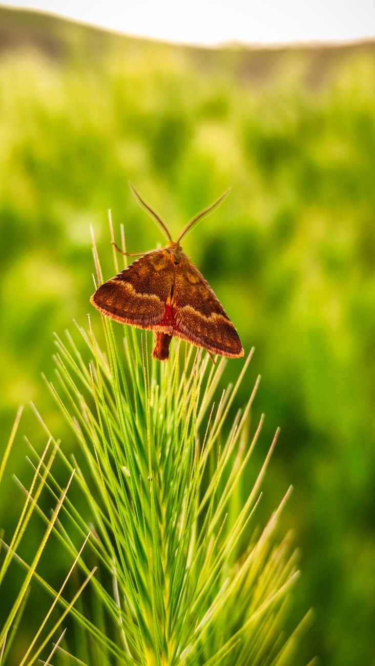 un papillon perche sur des feuilles epineuses