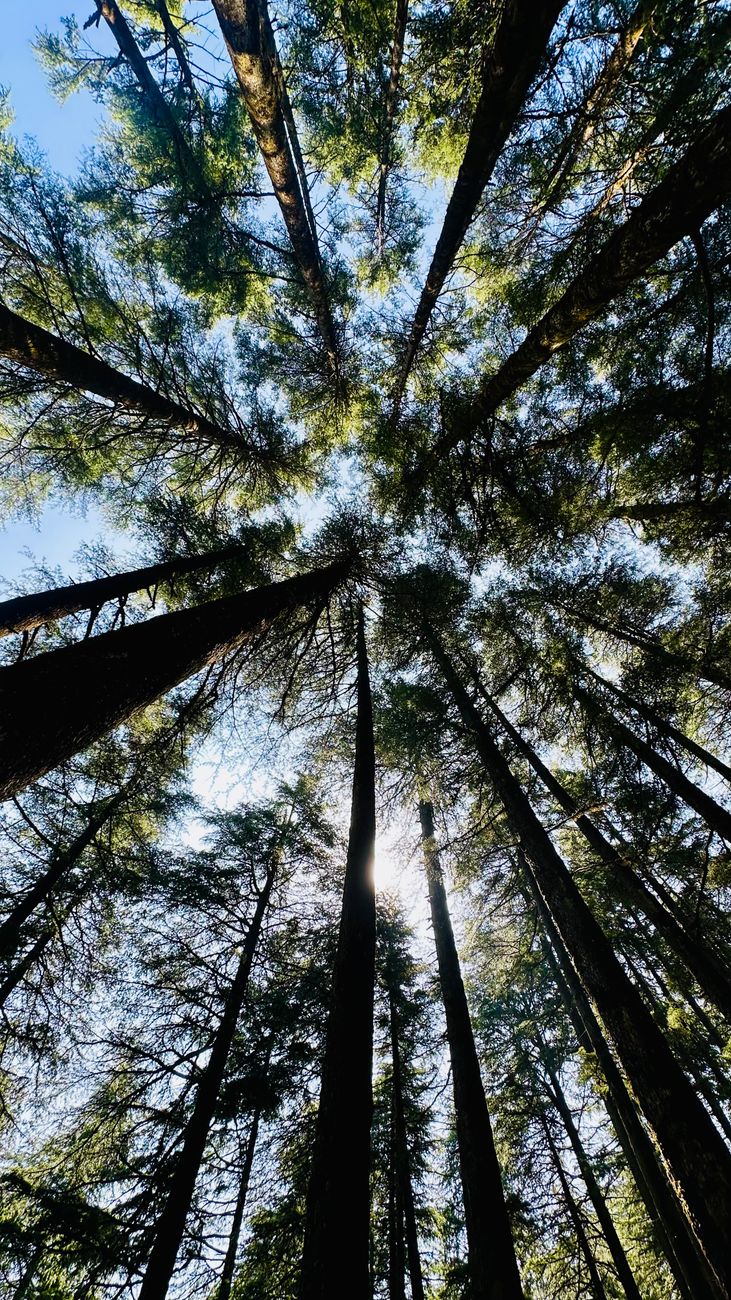 regarder les arbres imposants d une foret dense avec la lumiere du soleil filtrant a travers la canopee