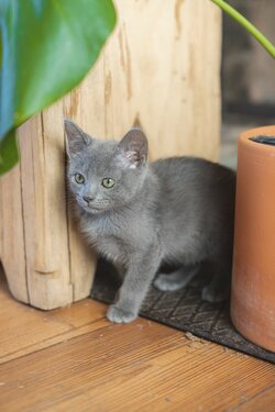 Charmant chaton gris à côté d'une plante à l'intérieur, parfait pour les amoureux des animaux