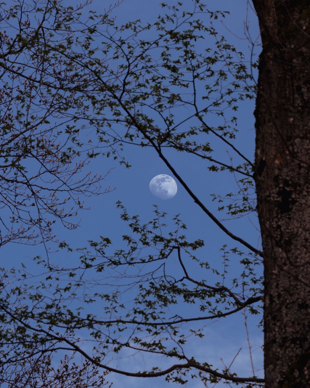 the moon visible through branches with budding leaves depicting a serene spring night
