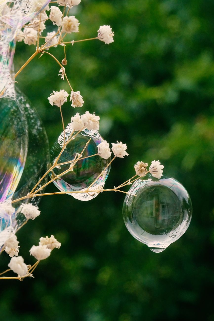 prise de vue macro de bulles de savon sur des fleurs sechees presentant des couleurs irisees avec un fond vert flou