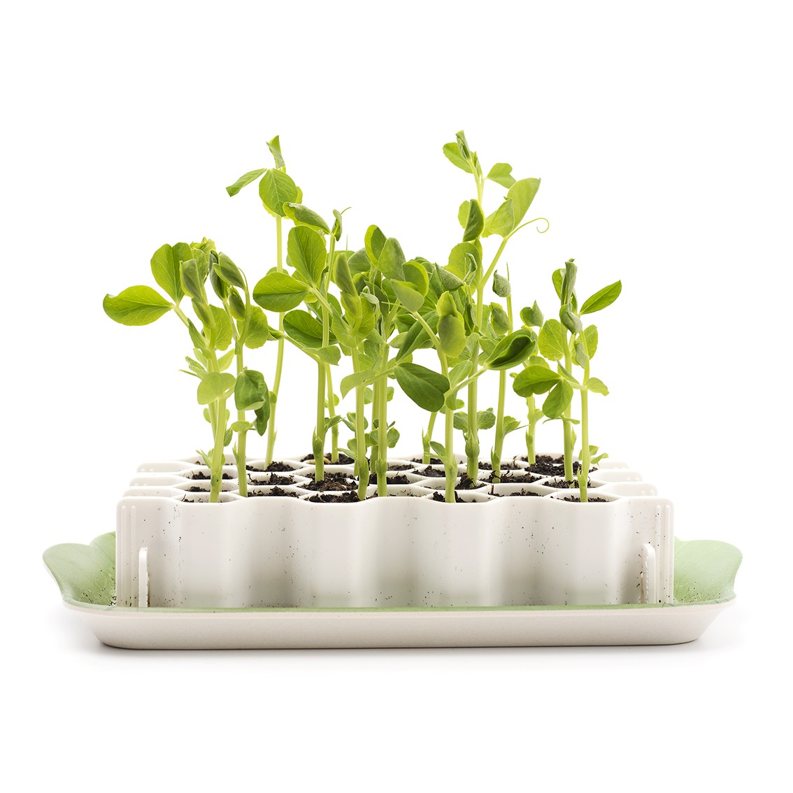 Kit de germination Germie taille M vu de face