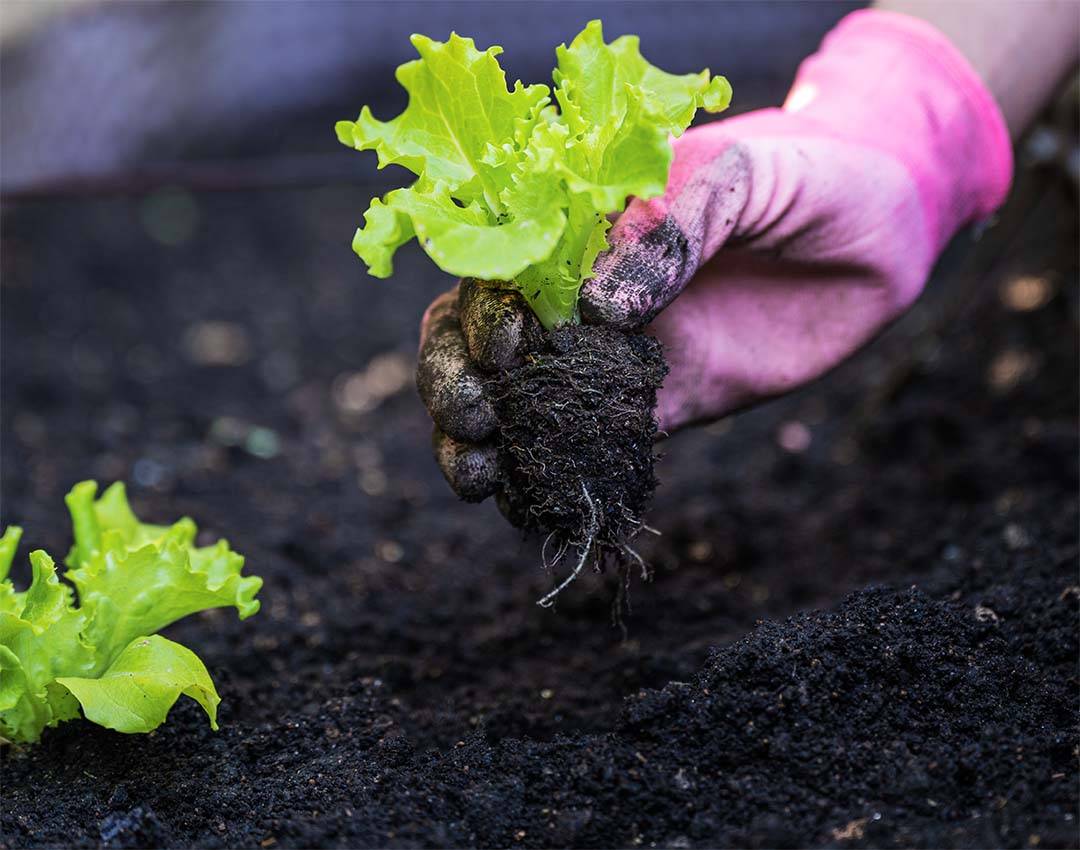 Vegetable sowing and planting calendar