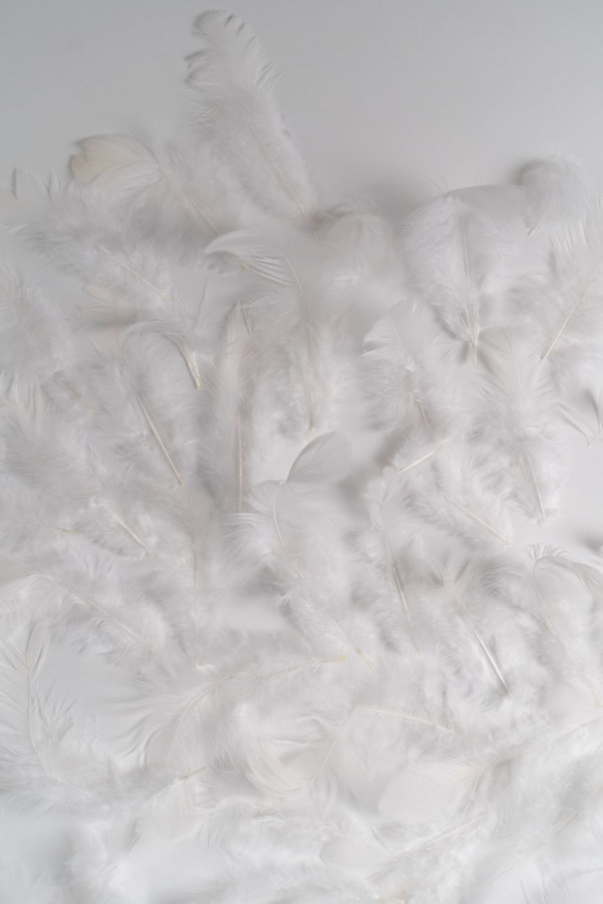 une collection de plumes blanches delicates sur un fond neutre ideal pour l espace de copie
