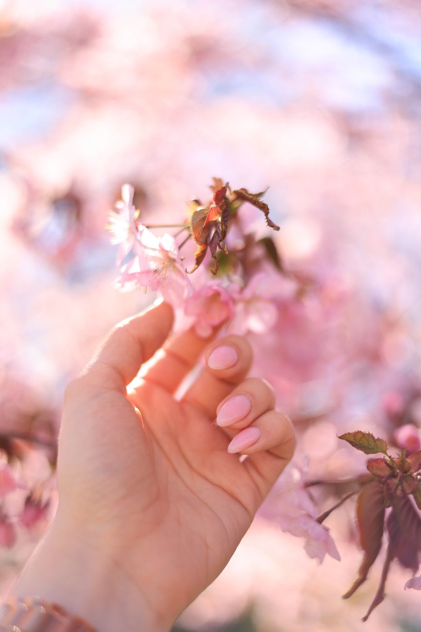 gros plan d une main touchant delicatement des fleurs de cerisier au printemps