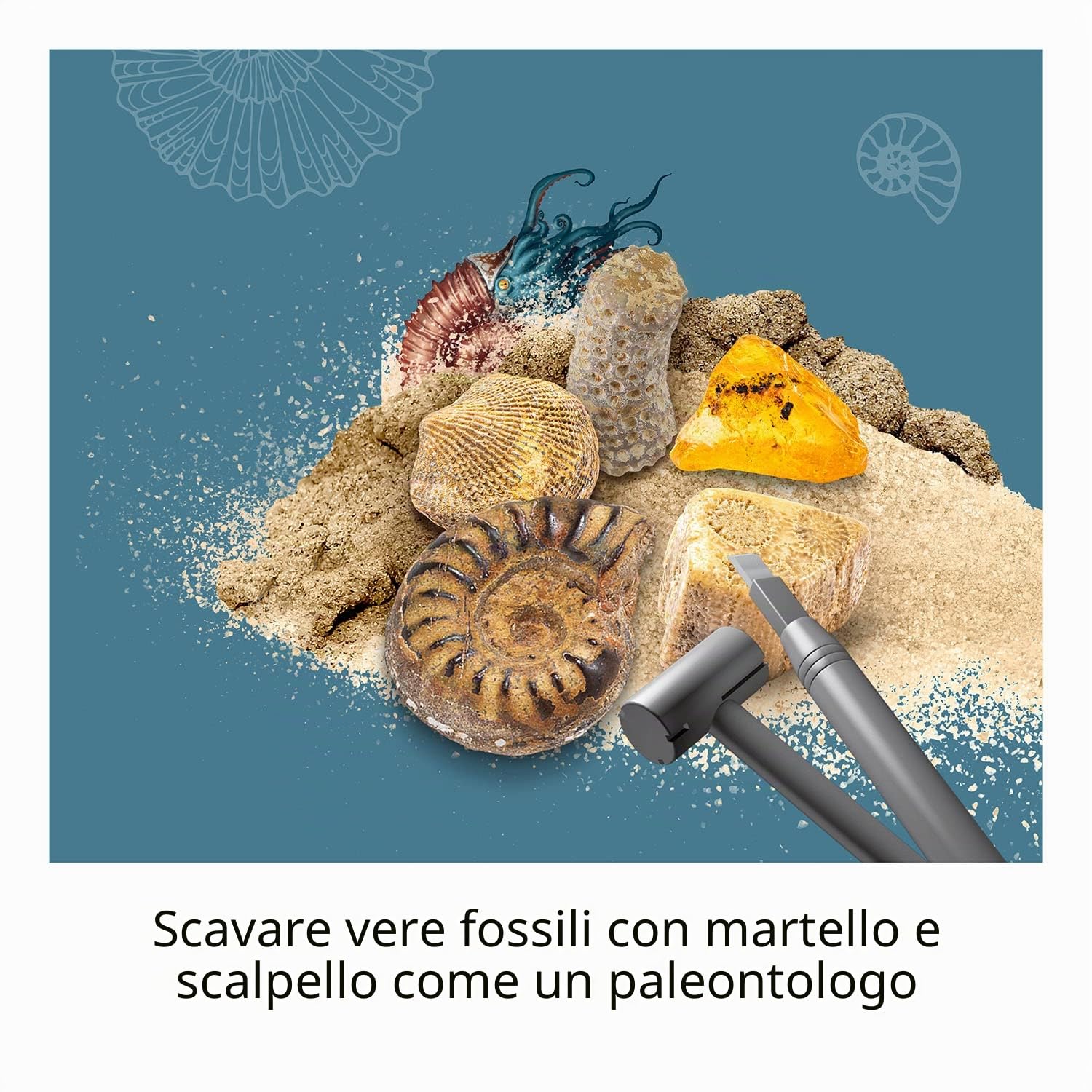 Ammonite e altri fossili estratti dal blocco, dettaglio