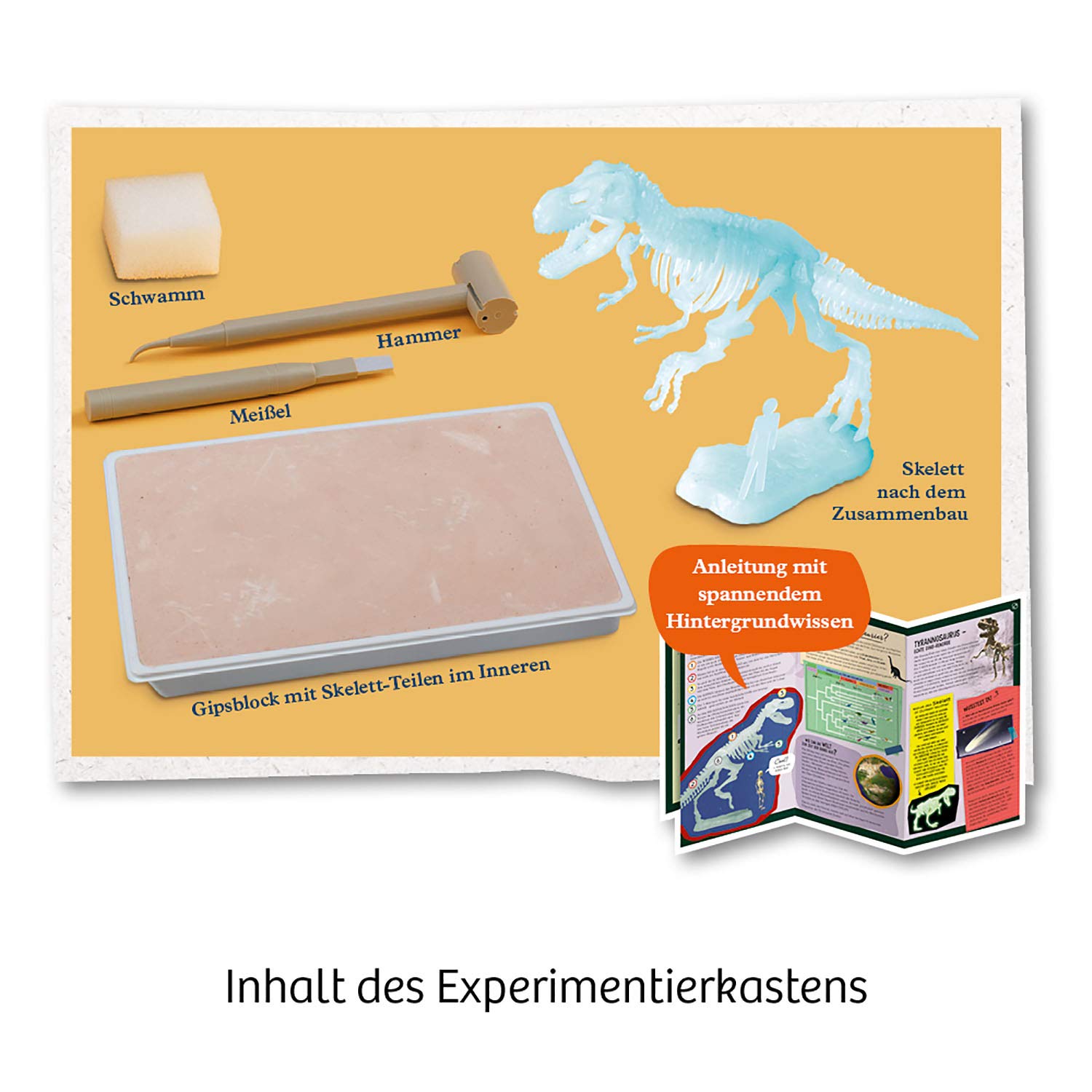 Scheletro di T-Rex montato che brilla al buio, dettaglio