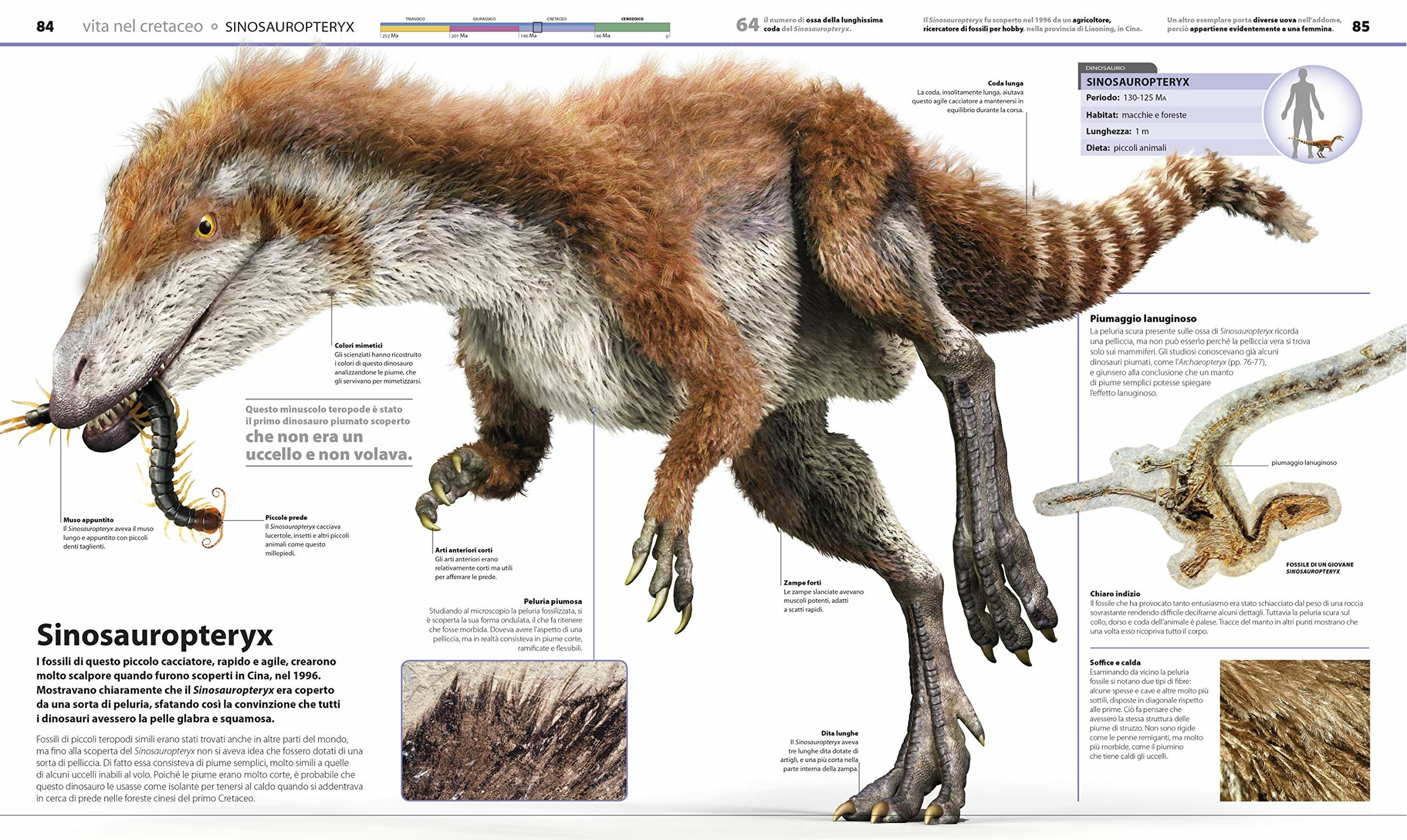 La grande enciclopedia dei dinosauri Gribaudo, illustrazioni