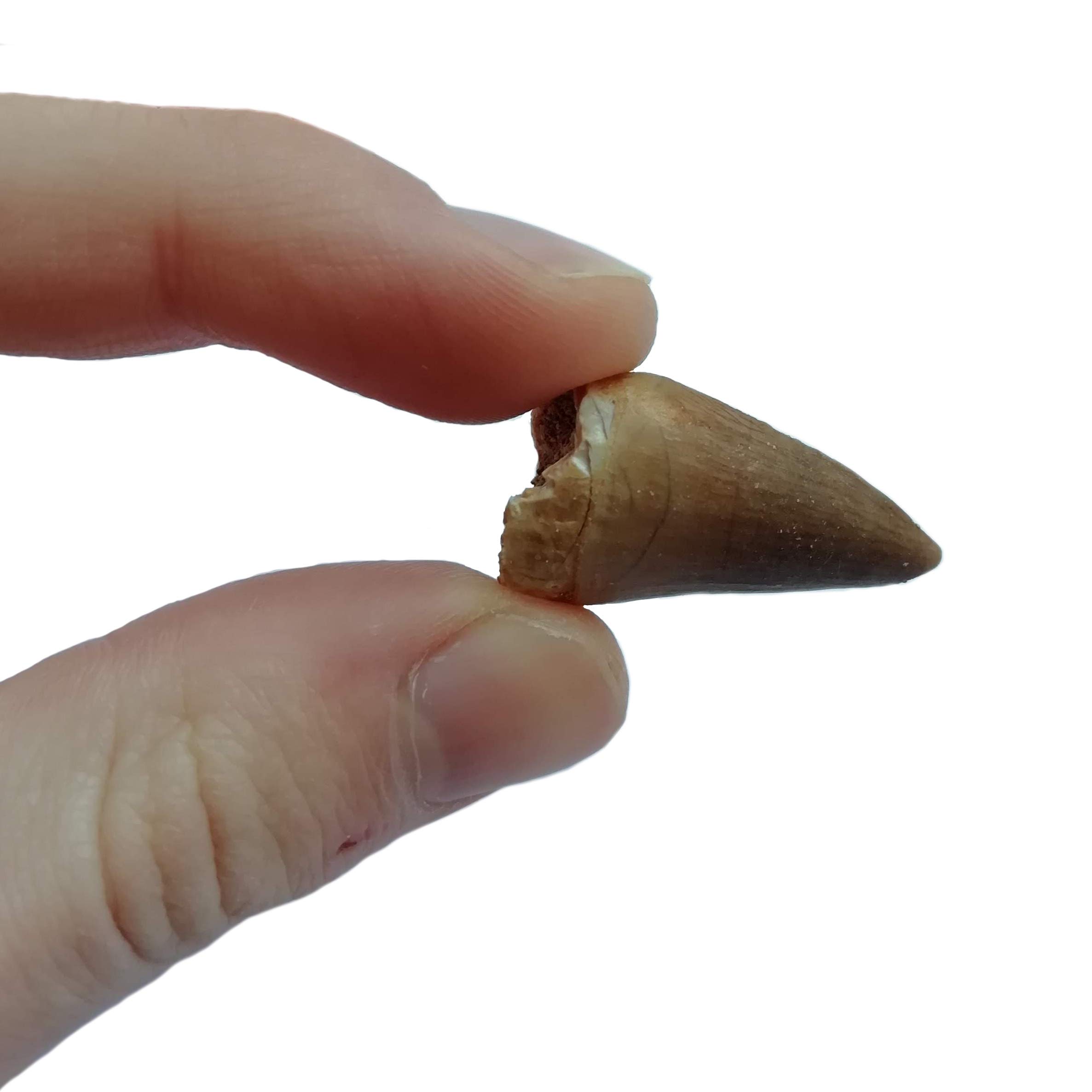 Dente di mosasauro fossile, dettaglio della punta