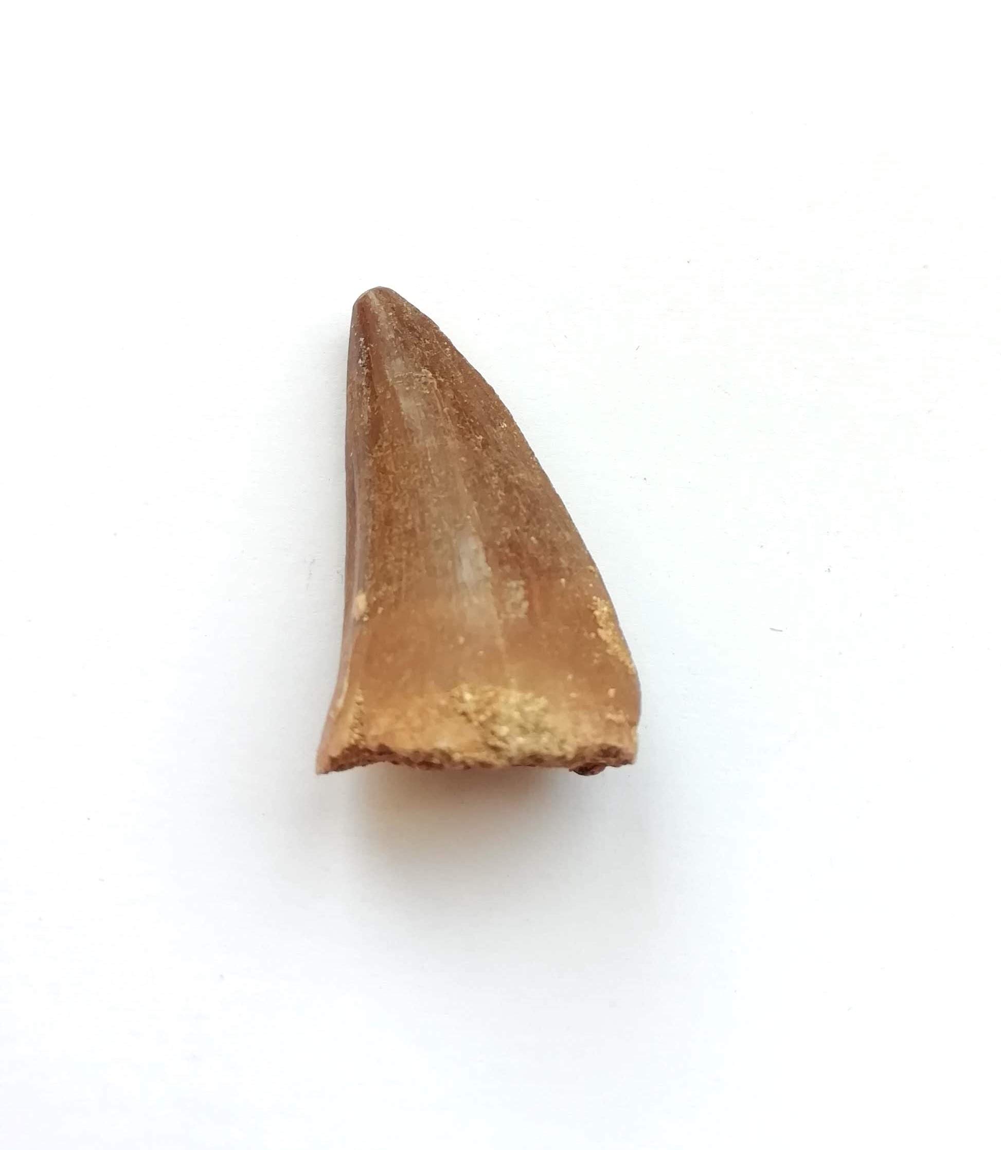 Dente di mosasauro tenuto in mano, altra vista