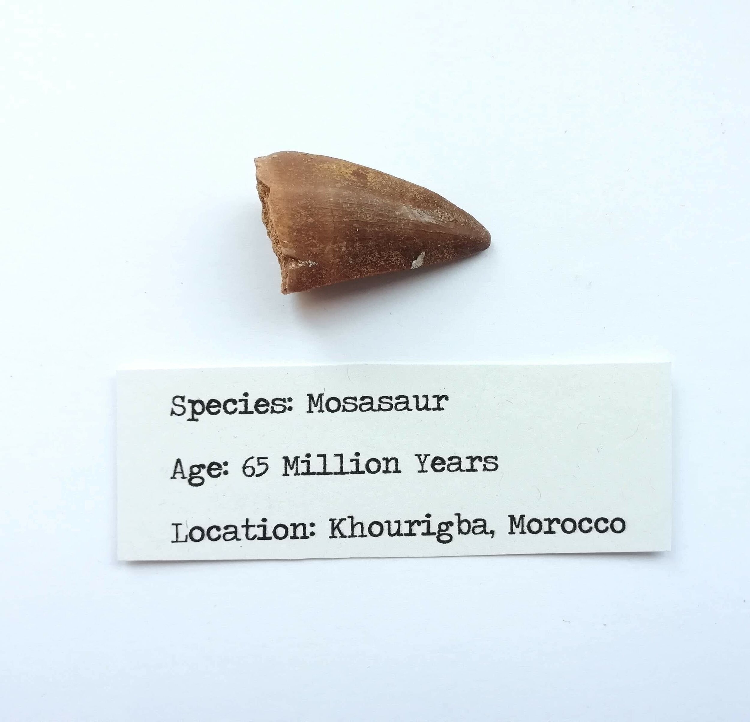 Etichetta identificativa del dente di mosasauro, dettaglio