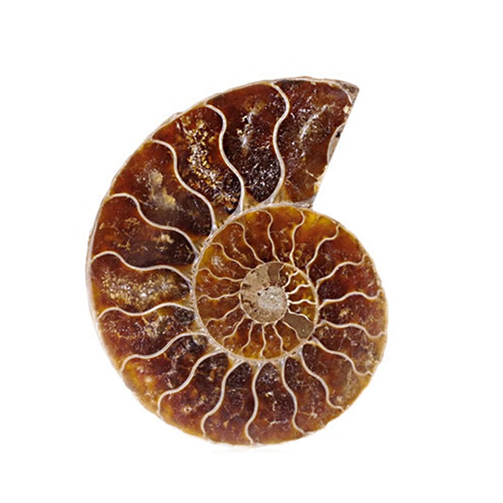 Ammonite fossile ANCLLO, altra vista
