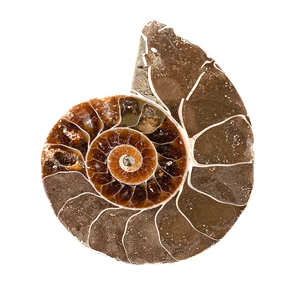 Ammonite ANCLLO tenuta in mano, altra vista