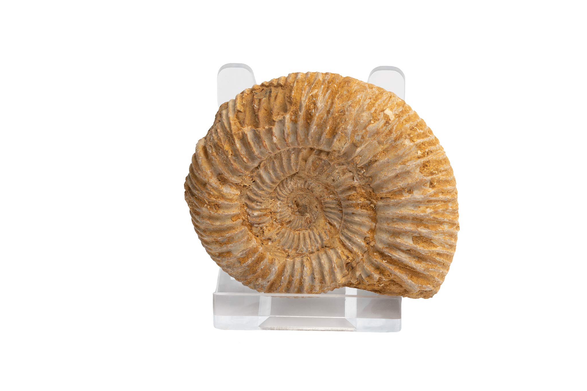 Ammonite del Madagascar, dettaglio della spirale